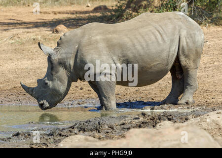 In the Kruger National Park South Africa Stock Photo