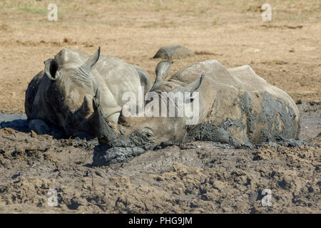 Rhinos In the Kruger National Park South Africa.jpg Stock Photo