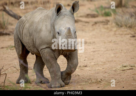 a baby rhino in the Kruger National Park South Africa Stock Photo