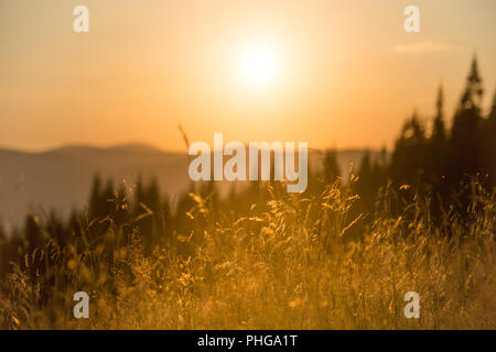 Dry grass on a field at sunset Stock Photo