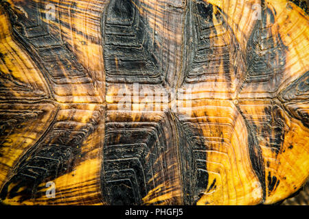 Texture of turtle shell Stock Photo