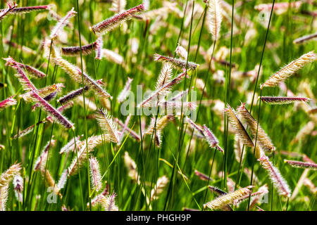 Blue grama, Bouteloua gracilis, perennial grass Stock Photo