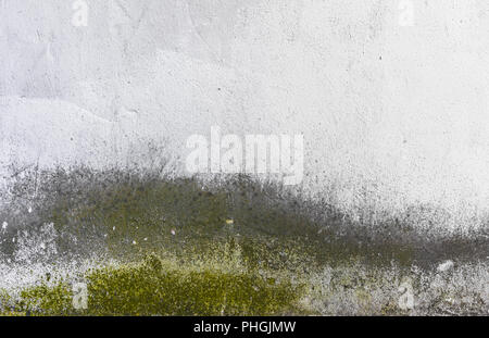 Old concrete wall, covered with green mold Stock Photo