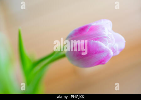 Delicate pink tulip on a pink background with place for text. Background for congratulations or for the holiday of March 8, Mother's Day, February 14 Stock Photo - Alamy