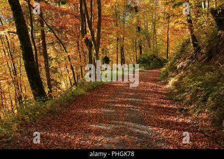 Gravel road leading trough a golden beech forest. Autumn scene. Stock Photo
