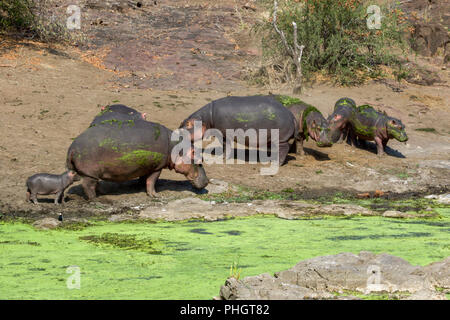 hippos in the Kruger National park South Africa Stock Photo