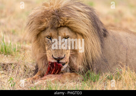 lion eating in the Kruger National Park South Africa Stock Photo