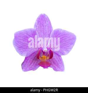 Purple orchids in a tropical forest Stock Photo