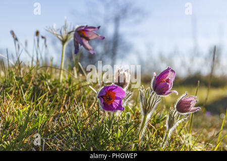 Flowering Pasque flowers in early spring Stock Photo