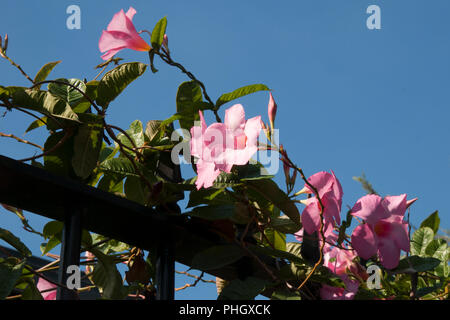 Sydney Australia, pink flowering mandevilla vine growing on metal fence Stock Photo