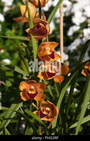 Sydney Australia, Orchid stem of orange or brown flowers Stock Photo