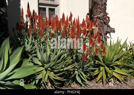 Sydney Australia, flowering red hot poker agave against wall of house Stock Photo