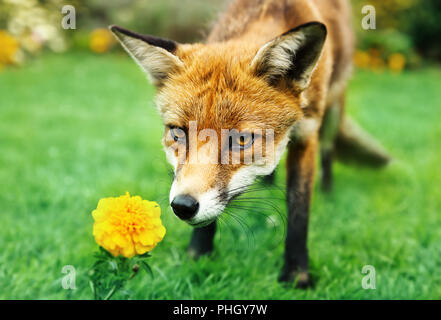 Red fox smelling marigold flower in the garden, summer in UK. Stock Photo