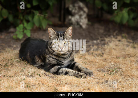 Close up of a tabby cat lying on dry grass in the back yard, UK. Stock Photo