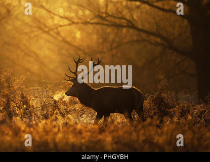 Silhouette of a Red deer stag (Cervus elaphus) with frosted breath against rising sun, UK. Stock Photo