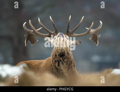 Close up of a Red deer stag bellowing in winter, UK. Stock Photo