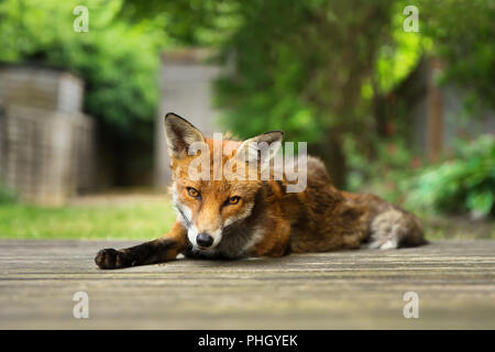 Close up of a Red fox lying on the patio decking at the back yard, UK. Stock Photo