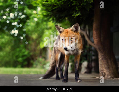 Close-up of a Red fox standing on the patio decking at the back garden. Stock Photo