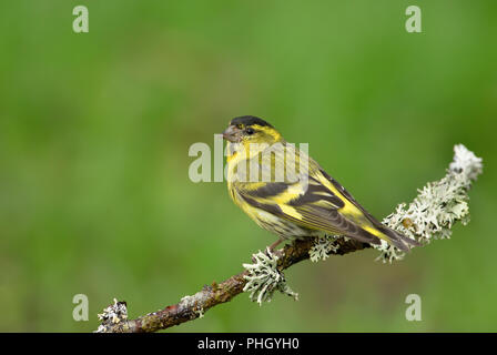 Close up of Eurasian siskin perching on a branch against green background. Stock Photo