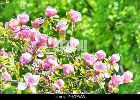 Flowers of Magnolia soulangiana Stock Photo