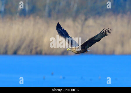 White-tailed eagle in flight Stock Photo