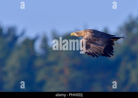 White-tailed eagle in flight Stock Photo