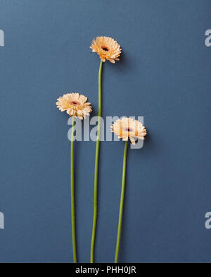 Three beautiful beige gerbera on a blue background Stock Photo