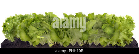 Long bed of fresh spring salad Stock Photo