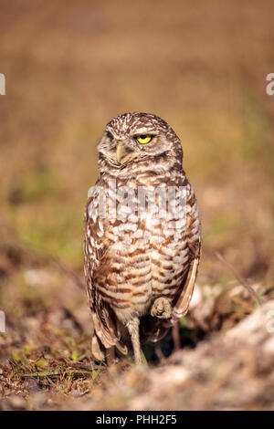 Burrowing owl Athene cunicularia perched outside its burrow Stock Photo