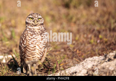 Burrowing owl Athene cunicularia perched outside its burrow Stock Photo