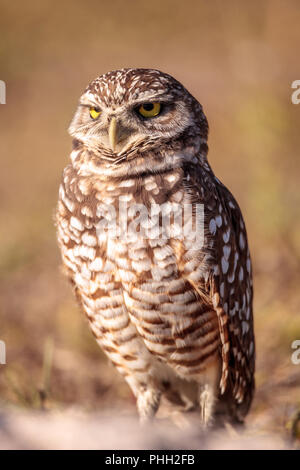 Burrowing owl Athene cunicularia perched outside its burrow Stock Photo