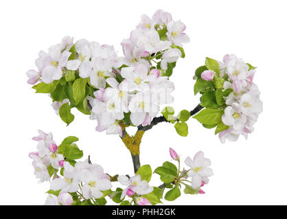 mossy apple tree branch with spring pink flowers Stock Photo