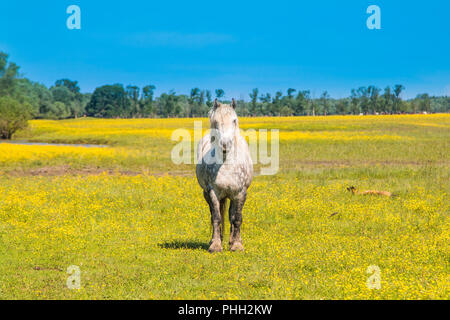 White horse on green field in spring in nature park Lonjsko polje, Croatia Stock Photo