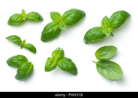 Basil Leaves Isolated on White Background Stock Photo