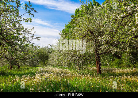 flowering of apple in spring Stock Photo