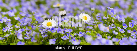 panoramic meadow with many flowers at spring Stock Photo