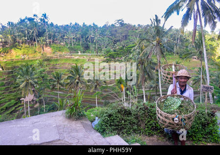 Bali Indonesia Villa Civet Coffee Food and Architecture Stock Photo