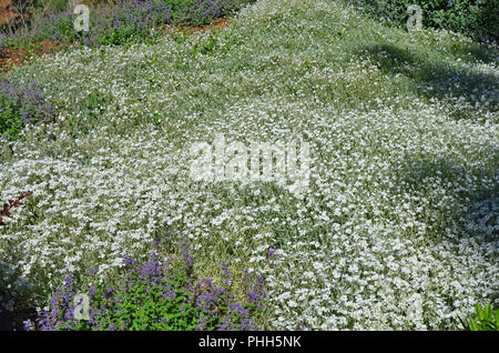 In the spring forest glade white carnations flowers. Stock Photo