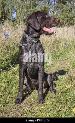 The hunting  young dog retriver German Wirehaired Pointer Stock Photo