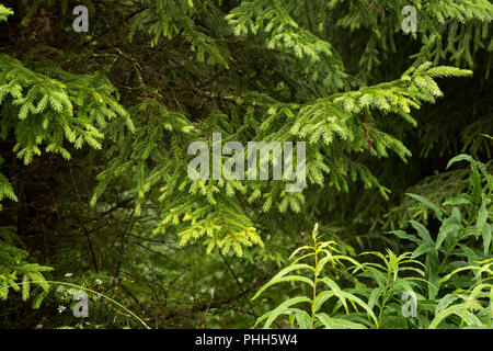 Furry fir branches in the forest close-up Stock Photo