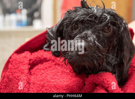 wet young puppy just out of a bath Stock Photo