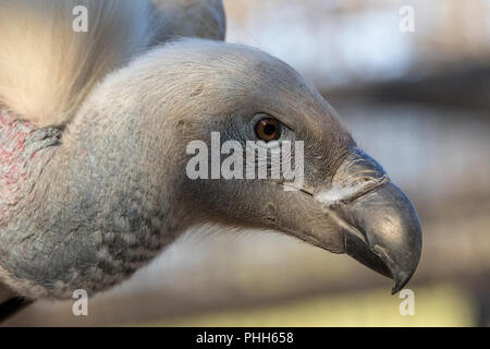 Ruppel's Griffon South Africa Stock Photo