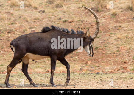 Sable Anteloppe Kruger National Park Stock Photo