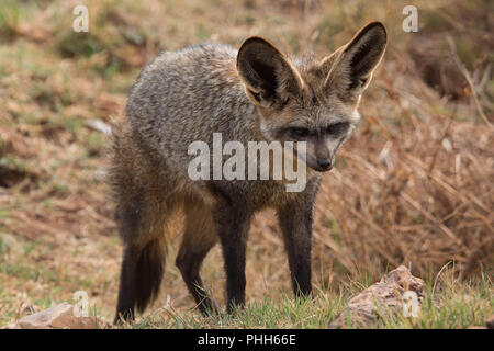 bat eared fox Stock Photo