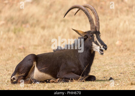 Sable Anteloppe Kruger National Park Stock Photo