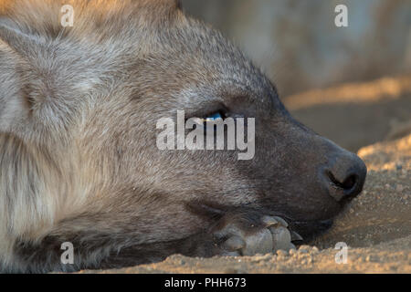 Young Hyena having rest Stock Photo
