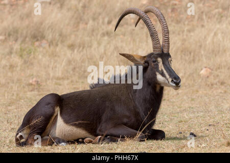 Sable Anteloppe Kruger National Park Stock Photo