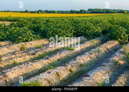 A field with flowering bushes of potato, a farm grows potatoes in fields with sandy soil. High beds for potato growing Stock Photo