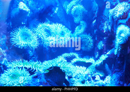 Blue tropical corals on a reef Stock Photo