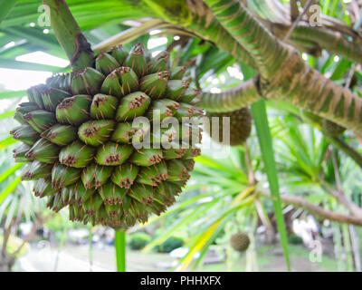 Green Pandan fruit  with screwpalm / pandan tree with more fruits in the background Stock Photo